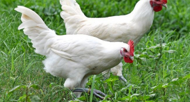 Bress gali plemeno kuřat: přehled ptáků z francie